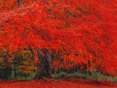 Красные деревья осенью - 51 фото