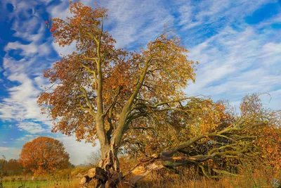 Вяз дерево осенью (54 фото) - 54 фото