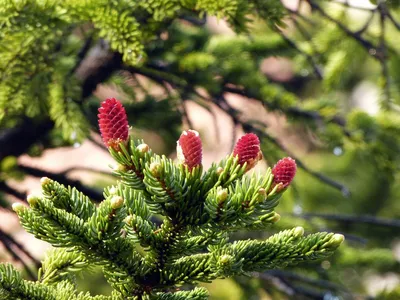 Пихта сибирская - Пихта - Хвойные растения - Декоративные деревья и  кустарники - 