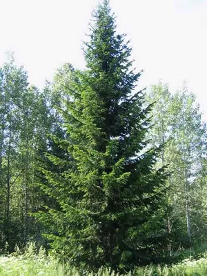 Пихта сибирская (Abies) 10. купить в Екатеринбурге по выгодной цене - Эко  Сад — садовый центр