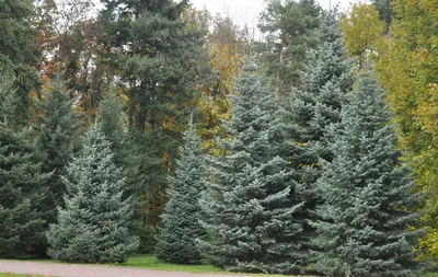 Пихта корейская (abies koreana). Описание, фото, сорта – каталог Greenmaster