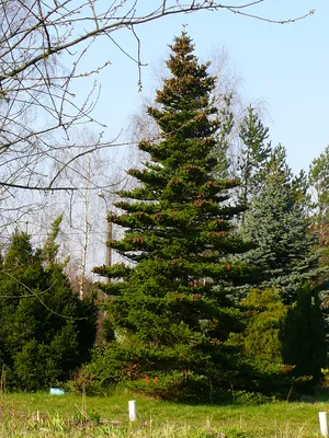 Пихта одноцветная -лучшее рождественское дерево для сада | ЖЁЛУДИ | Дзен