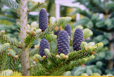 Пихта Одноцветная (Abies concolor)