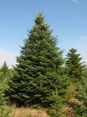 Abies NOBILIS (PROCERA, Пихта, Рождественское дерево): купить 3 семени c  доставкой почтой 🌸 Адениум дома