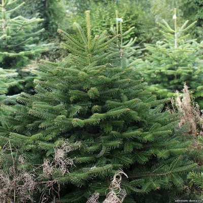 Купить семена Пихта бальзамическая по почте 🌲