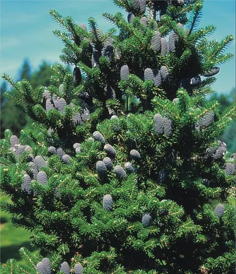 Abies nordmanniana – пихта Нордмана — излюбленное рождественское дерево  Европы — Bruns Pflanzen