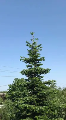 Пихта Корейская (Abies koreana)