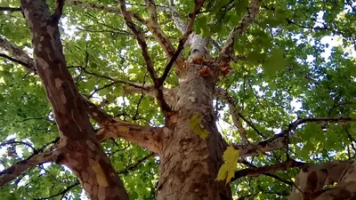 Платан восточный (Platanus orientalis) — путеводитель по отдыху в Крыму