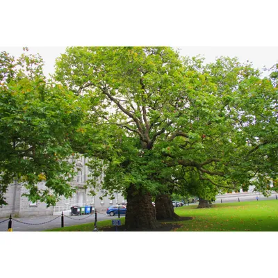 Платан дерево (137 фото) - 137 фото