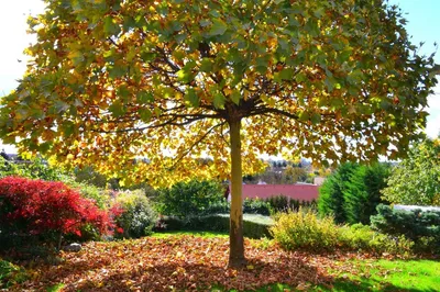 Платан восточный (Platanus orientalis) — путеводитель по отдыху в Крыму