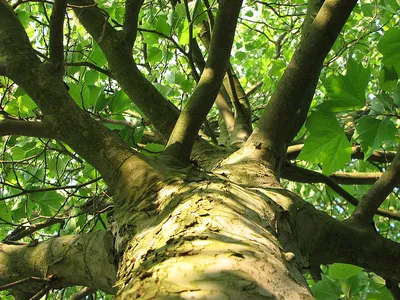 Платан кленолистий / Platanus аcerifolia (hispanica) - Розсадник  декоративних рослин «Зелена Бухта»