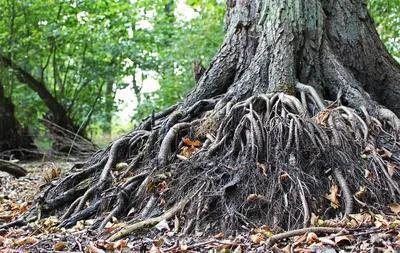 Растущее дерево с корнями вверх on Craiyon
