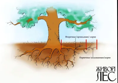 Корни дерева - Московская школа ухода за деревьями «ЗДОРОВЫЙ ЛЕС»