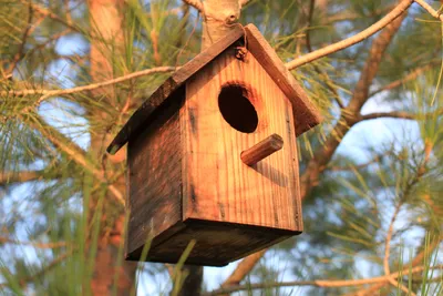 Рамка для фото Семейное дерево с птицами на ветках ▷ Мастерская подарков