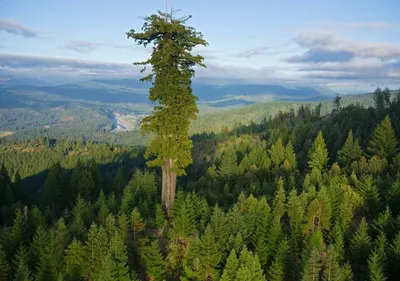 Backpacking in the giant sequoias - Save the Redwoods League