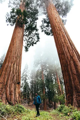 Sequoia National Park's General Sherman tree, one of largest in the world,  still safe amid growing wildfire - Los Angeles Times