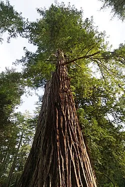 Giant Sequoia - Sequoiadendron Giganteum | Conifers | Cold Stream Farm