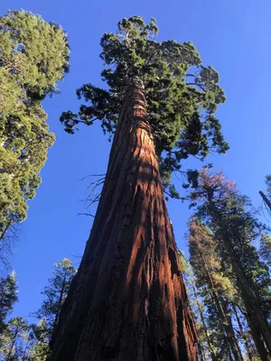 Visit To Murphy's and The Giant Sequoia Trees - A Well Styled Life®