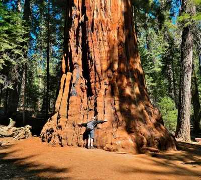 File:General Sherman Sequoia  - Wikimedia Commons