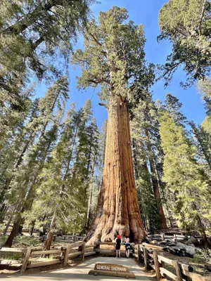 Секвойя (Sequoia),дерево секвойя, древесина секвойи