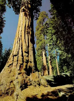 Tree Spotlight: Giant Sequoia - Canopy : Canopy