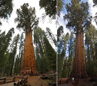 The giant sequoia, Sequoiadendron giganteum: the biggest tree in the world  — Sequoia Falls Vacation Home | Best California Vacation House