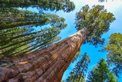 Tall, Magical Trees. Feast your soul on Sequoia and King… | by Kalypso  Skitz | Wandering Bones | Medium