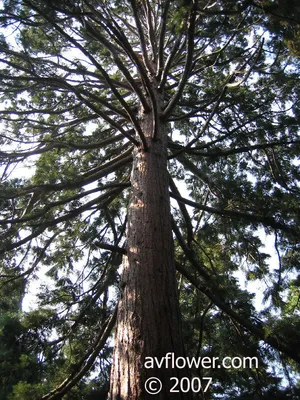 Iconic Sequoia 'Tunnel Tree' Brought Down By California Storm : The Two-Way  : NPR