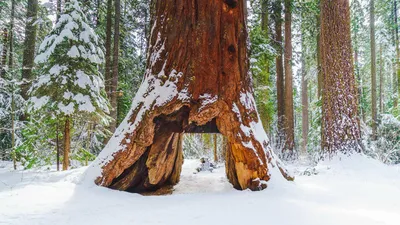 Meet the Giant Sequoia, the 'Super Tree' Built to Withstand Fire |  Scientific American