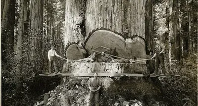 Giant Sequoia Trees