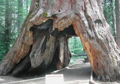 Sequoia National Park – I Love Trees