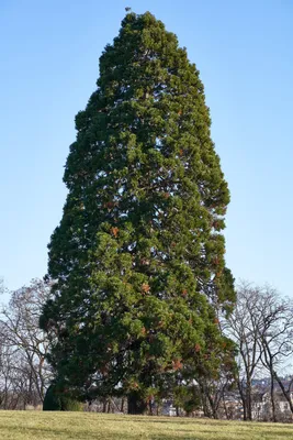 Discover the World's Largest Tree at Sequoia National Park, CA