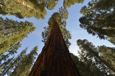 Small sequoia tree hi-res stock photography and images - Alamy