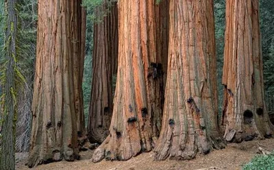 Buy affordable Giant Sequoia trees at our online nursery - Arbor Day  Foundation