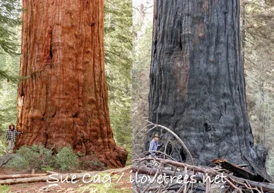 Секвойя (Sequoia),дерево секвойя, древесина секвойи