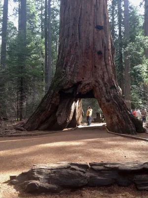 A family stands before a 1,341-year-old Sequoia tree known as “Mark Twain,”  which was cut down in 1892 in the Pacific Northwest. The tree, towering at  331 feet (100 meters) in height,