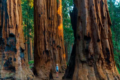 Giant Sequoia - Save the Redwoods League