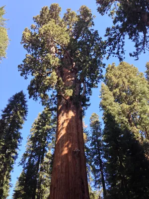 Buttress Tree (U.S. National Park Service)