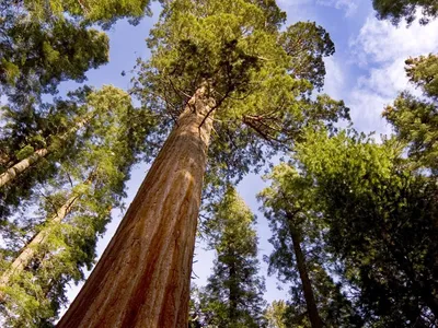 Гигантская секвойя Шерман. Самое большое дерево в мире | Фотографии деревьев,  Национальный парк секвойя, Старое дерево