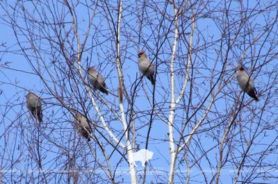 Дерево со стайкой зимующих птиц картинки