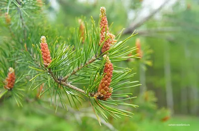 Как цветет сосна обыкновенная (Pinus sylvestris) - Природа Республики  Мордовия