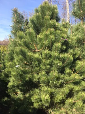 Деревья (крупномер), Сосна обыкновенная (Pinus Sylvestris), Экстра класс,  380-420 см. купить с доставкой по России, в Москву и СПб