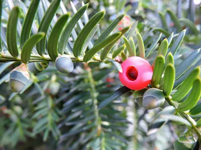 Тис(Taxus), дерево тис, древесина тиса