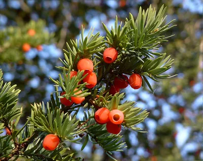 Тис ягодный (Taxus baccata L.) – Хвойные растения Буква «Т» - цветочный  портал Ваш Сад!