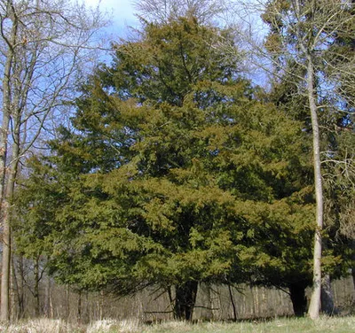 Тис ягодный (Taxus baccata) — путеводитель по отдыху в Крыму