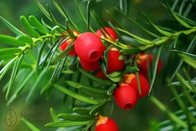 Тис ягодный 🌲 по выгодной цене в Москве - купить Taxus Baccata в питомнике  «Зеленый Рай»