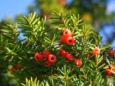 Тис остроконечный (Taxus cuspidata) одно из самых теневыносливых деревьев.  Большую роль в снижении численность тиса сыграл и человек, активно  вырубавший ценное дерево. Вообще же семейство тисов зародилось еще в  триасовом периоде мезозойской