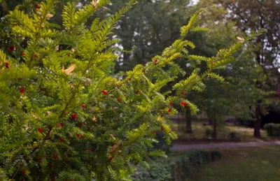 Тис остроконечный Taxus cuspidata Siebold et Zucc. ex Endl.