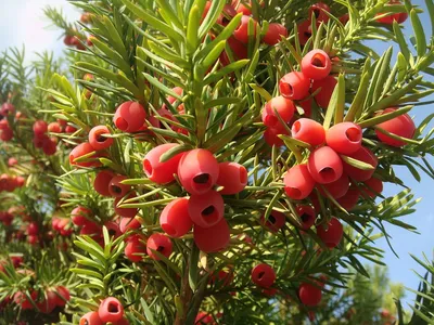 Тис ягодный Фастигиата (Taxus baccata Fastigiata)