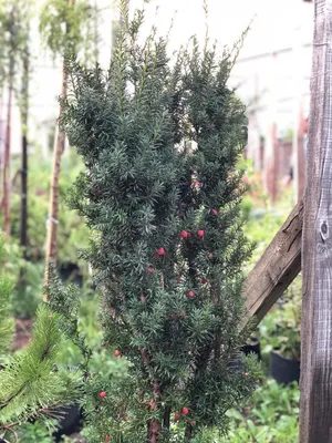 Тис – дерево и древесина – Taxus spp.